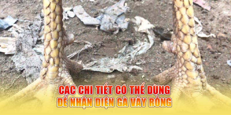 Các chi tiết có thể dùng để nhận diện gà vảy rồng