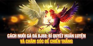 Cách Nuôi Gà Đá - Bí Quyết Huấn Luyện Và Chăm Sóc Tại BJ88