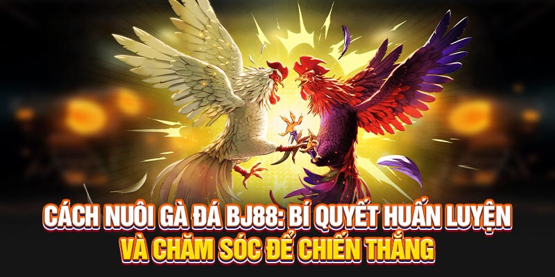 Cách Nuôi Gà Đá - Bí Quyết Huấn Luyện Và Chăm Sóc Tại BJ88