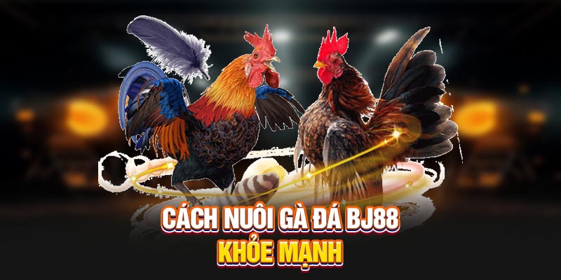 Cách nuôi gà đá BJ88 khỏe mạnh