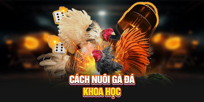 Cách nuôi gà đá khoa học