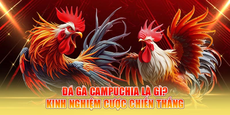 Đá Gà Campuchia Là Gì? Kinh Nghiệm Cược Chiến Thắng