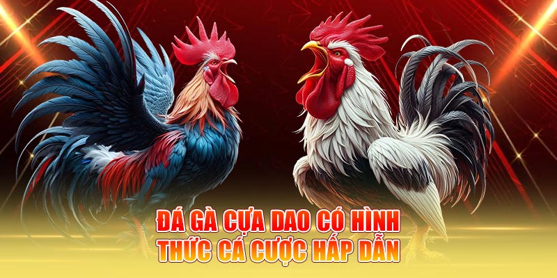 Đá gà cựa dao có hình thức cá cược hấp dẫn
