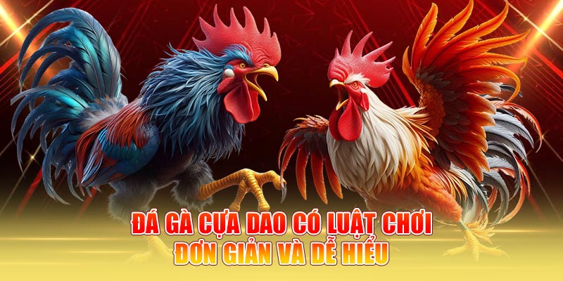Đá gà cựa dao có luật chơi đơn giản và dễ hiểu