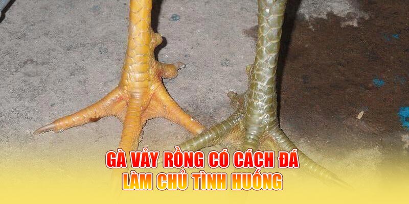 Gà vảy rồng có cách đá làm chủ tình huống