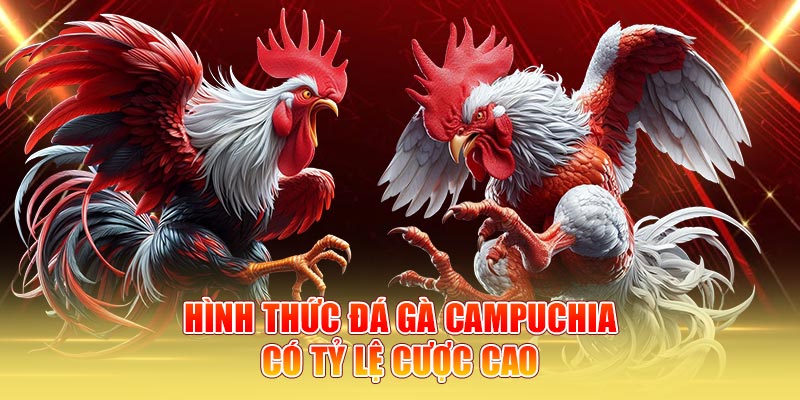 Hình thức đá gà Campuchia có tỷ lệ cược cao
