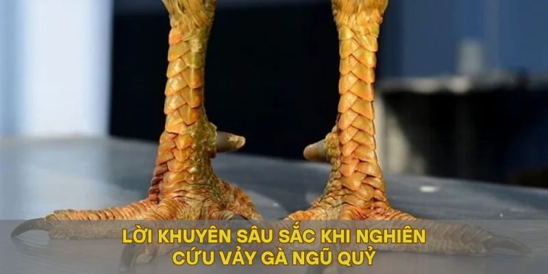 lời khuyên sâu sắc khi nghiên cứu vảy gà ngũ quý