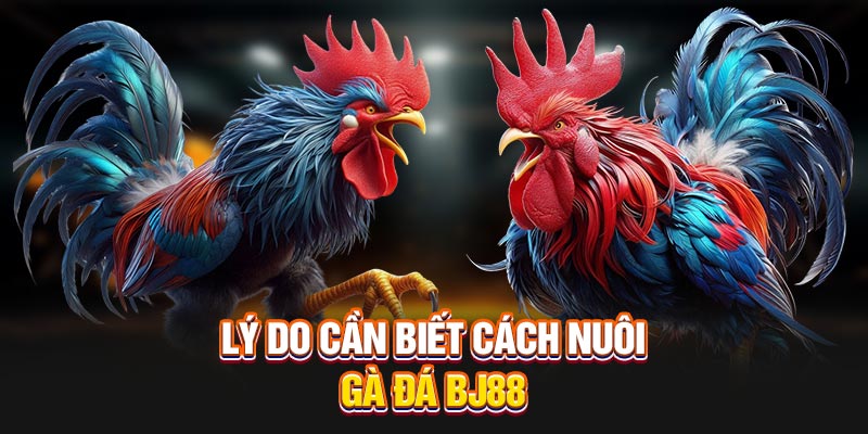 Lý do cần biết cách nuôi gà đá BJ88