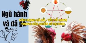 Màu Mạng Gà Đá - Yếu Tố Quan Trọng Của Chiến Kê BJ88