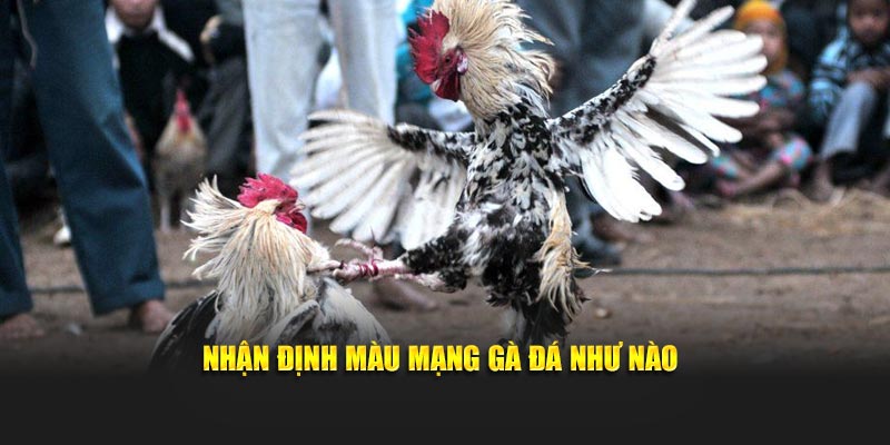 Nhận định màu mạng gà đá như nào