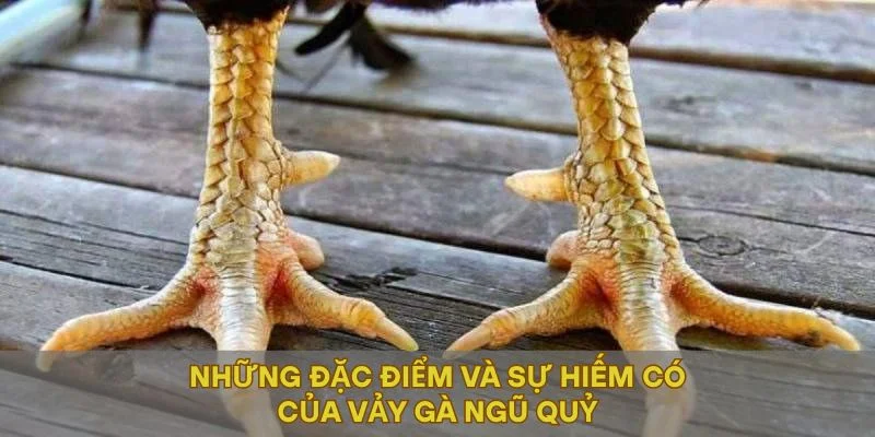 Những đặc điểm và sự hiếm có của vảy gà ngũ quý