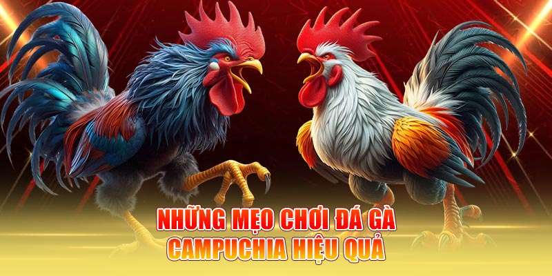 Những mẹo chơi đá gà Campuchia hiệu quả