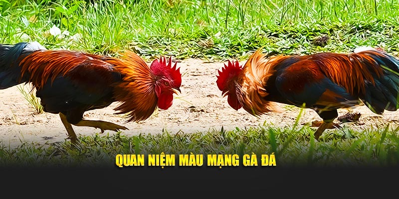 Quan niệm màu mạng gà đá