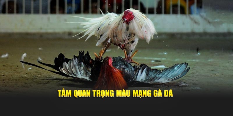 Tầm quan trọng màu mạng gà đá