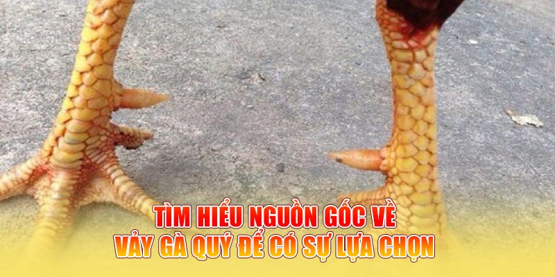 Tìm hiểu nguồn gốc về vảy gà quý để có sự lựa chọn