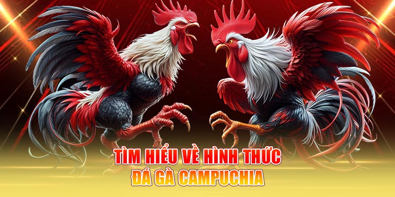 Tìm hiểu về hình thức đá gà campuchia