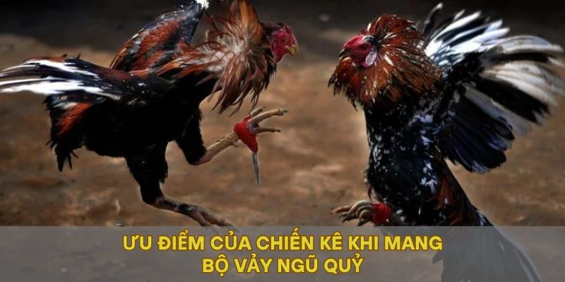Ưu điểm của chiến kê khi mang bộ vảy ngũ quý