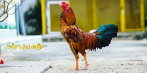 Vảy Lạc Điệp Là Gì? Cách Nhận Biết Và Giải Mã Trong Đá Gà